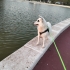 Ücretsiz sahiplenme lucy fotoğraf