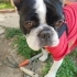 Ücretsiz sahiplenme French bulldog fotoğraf