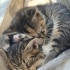Minik Bıyıklara Ömürlük Aile Arıyoruz 🐾 fotoğraf