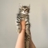beş tane yavru kedi var hepsi tekir hem dişi var hem erkek kedi var evde doğmuş fotoğraf