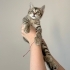 beş tane yavru kedi var hepsi tekir hem dişi var hem erkek kedi var evde doğmuş fotoğraf