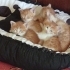 Yavru kediler🐱😸🐱 fotoğraf
