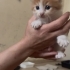 Yavru kediler🐱😸🐱 fotoğraf