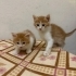 Yavru kediler🐱😸🐱 fotoğraf