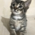 Miniş’e ömürlük yuva fotoğraf