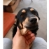 Ücretsiz sahiplenme küçük irk pincher fotoğraf