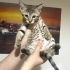 Cano’ya ömürlük yuva fotoğraf