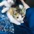Petek çocukların elinden kurtarıldı fotoğraf