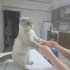 Uyumlu sakin kedi fotoğraf