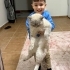 Uyumlu sakin kedi fotoğraf