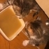 Çok acil süt anne veya yavru kedi bakımından anlayan yuva arıyoruz fotoğraf