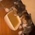 Çok acil süt anne veya yavru kedi bakımından anlayan yuva arıyoruz fotoğraf