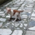 5 yavru kedimize yuva arıyoruz fotoğraf