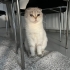 Ücretsiz pofuduk scottish fold ömürlük ailesini bekliyor fotoğraf