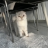 Ücretsiz pofuduk scottish fold ömürlük ailesini bekliyor fotoğraf