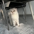 Ücretsiz pofuduk scottish fold ömürlük ailesini bekliyor fotoğraf