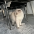 Ücretsiz pofuduk scottish fold ömürlük ailesini bekliyor fotoğraf