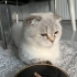 Ücretsiz pofuduk scottish fold ömürlük ailesini bekliyor fotoğraf