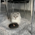 Ücretsiz pofuduk scottish fold ömürlük ailesini bekliyor fotoğraf