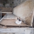 1-1,5 AYLIK CALICO BEBEĞE YUVA ARIYORUZ. fotoğraf