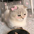Ücretsiz sahiplenme Scottish kedi fotoğraf