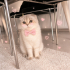 Ücretsiz sahiplenme Scottish kedi fotoğraf
