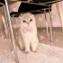 Ücretsiz sahiplenme Scottish kedi fotoğraf