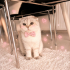 Ücretsiz sahiplenme Scottish kedi fotoğraf
