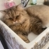 BRİTİSH LONGHAİR-PERSIAN MELEZİ..!!  KISIR..!! fotoğraf