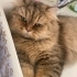 BRİTİSH LONGHAİR-PERSIAN MELEZİ..!!  KISIR..!! fotoğraf