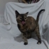 Üç bacaklı prensese yuva fotoğraf