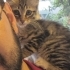 Uzun tüylü olucak fotoğraf