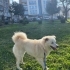 YAKLAŞIK 1.5- 2 YAŞLARINDA SAMOYED MELEZİ fotoğraf