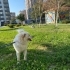 YAKLAŞIK 1.5- 2 YAŞLARINDA SAMOYED MELEZİ fotoğraf