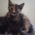 🆘🆘🆘🆘Tortoiseshell Cinsi kedi yuva arıyor fotoğraf
