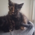 🆘🆘🆘🆘Tortoiseshell Cinsi kedi yuva arıyor fotoğraf