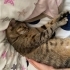 Kısırlaştırılmış Dişi Kedi fotoğraf
