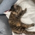 Kısırlaştırılmış Dişi Kedi fotoğraf