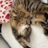 Kısırlaştırılmış Dişi Kedi fotoğraf