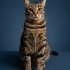 TERK EDİLMİŞ EV KEDİSİ ACİL YUVA fotoğraf