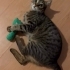 TERK EDİLMİŞ EV KEDİSİ ACİL YUVA fotoğraf