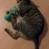 TERK EDİLMİŞ EV KEDİSİ ACİL YUVA fotoğraf