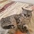 İZMİR ÜCRETSİZ SAHİPLENDİRME. KISIR fotoğraf