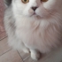 BRİTİSH LONGHAİR VE BRİTİSH SORTHAİR..!! fotoğraf