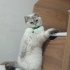 1 yaşlarında 2 kedi fotoğraf