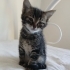 2 YAVRU KEDİ - AYRI AYRI DA OLUR fotoğraf