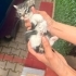 Dişi ve erkek bebekler ömürlük yuvasını arıyor fotoğraf