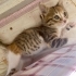 CİMCİME ÖMÜRLÜK YUVASINI ARIYOR fotoğraf