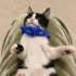 BEBEK KEDİLER YUVA ARIYOR fotoğraf