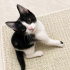 BEBEK KEDİLER YUVA ARIYOR fotoğraf